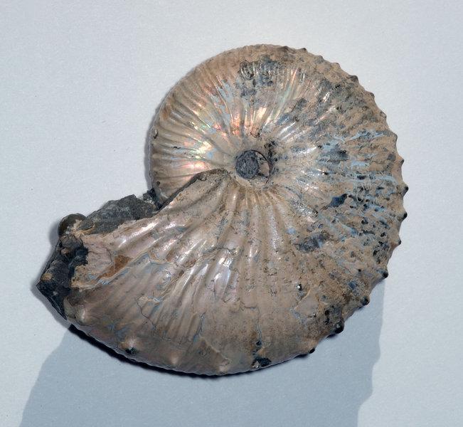 Ammonite